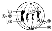 ߿Դ(ks5u.com),й****ĸ߿վ,ߵĸ߿****